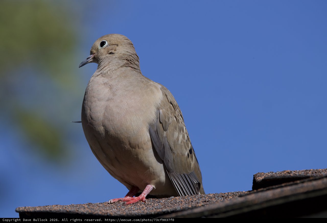 Eurasian Collared-Dove Perched on Suburban Rooftop