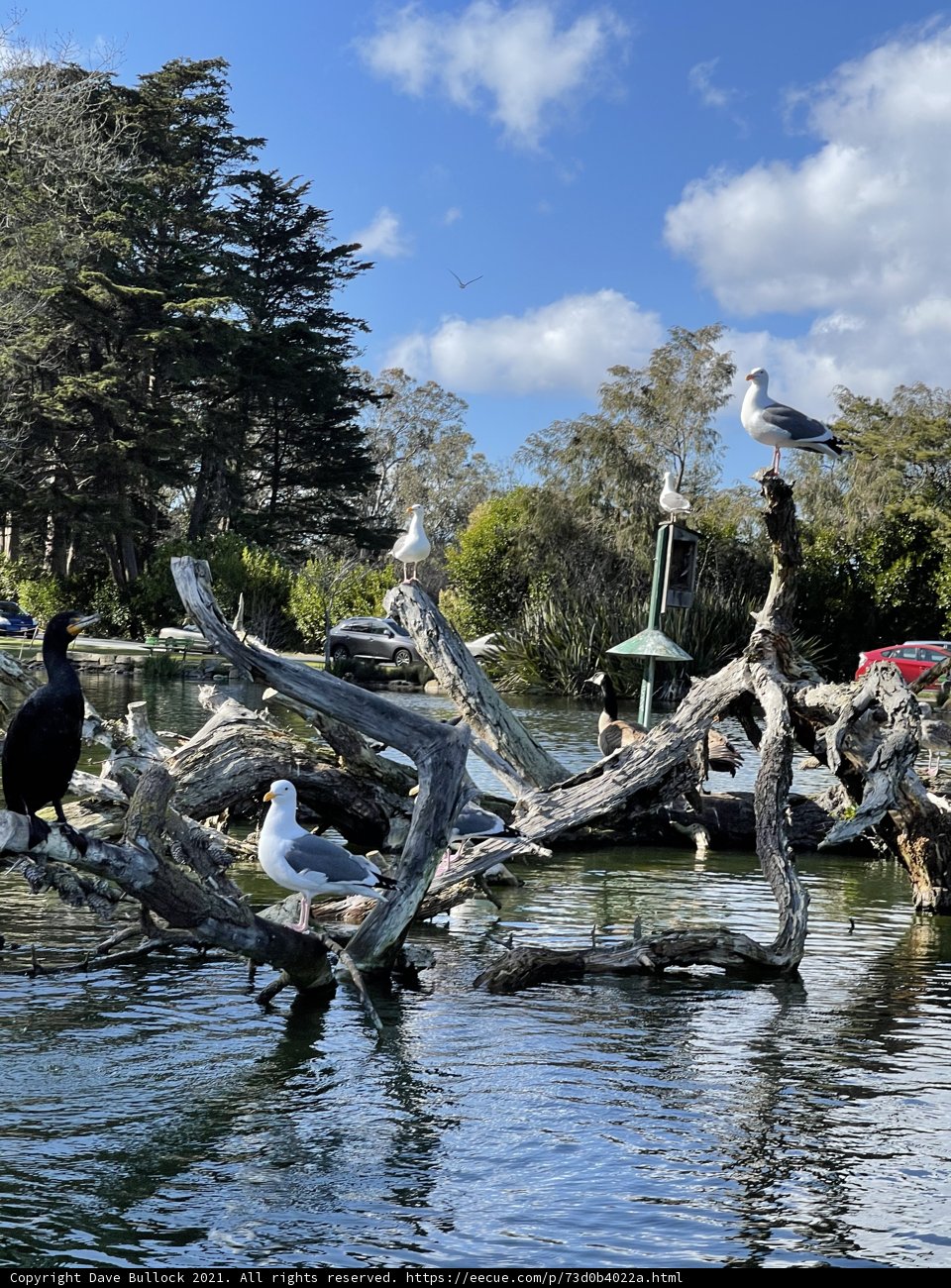 Birds on a Tree Branch in Stow Lake