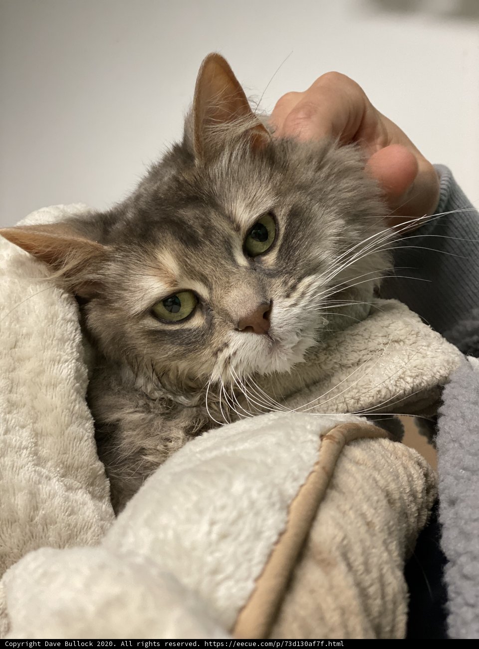 Cozy Snuggles with a Feline Friend
