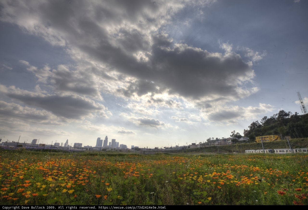 Cityscape Blooms