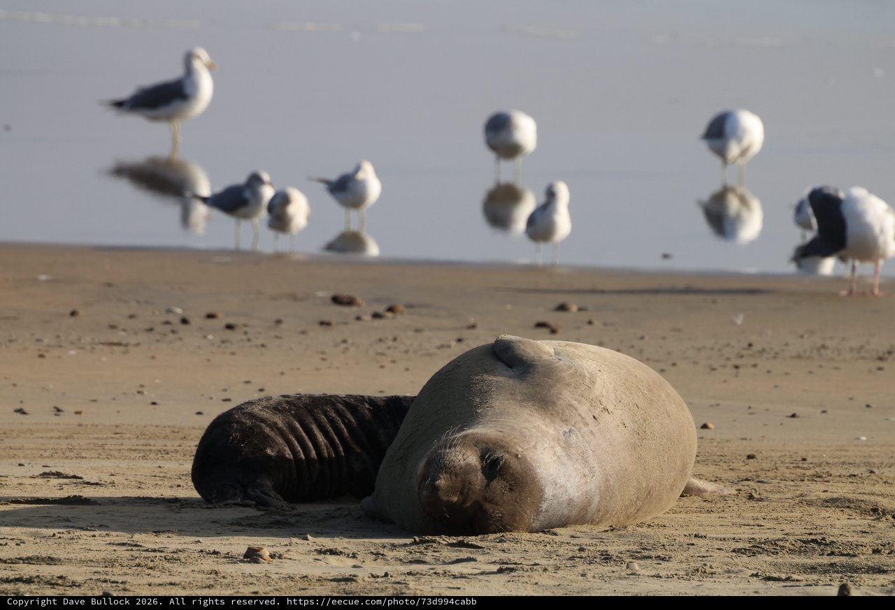 Elephant Seal Pup Resting on Drakes Beach