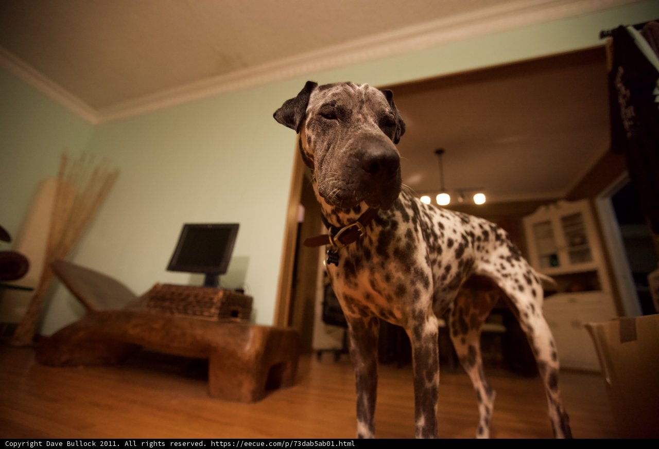 Dalmatian in a Wooden Haven
