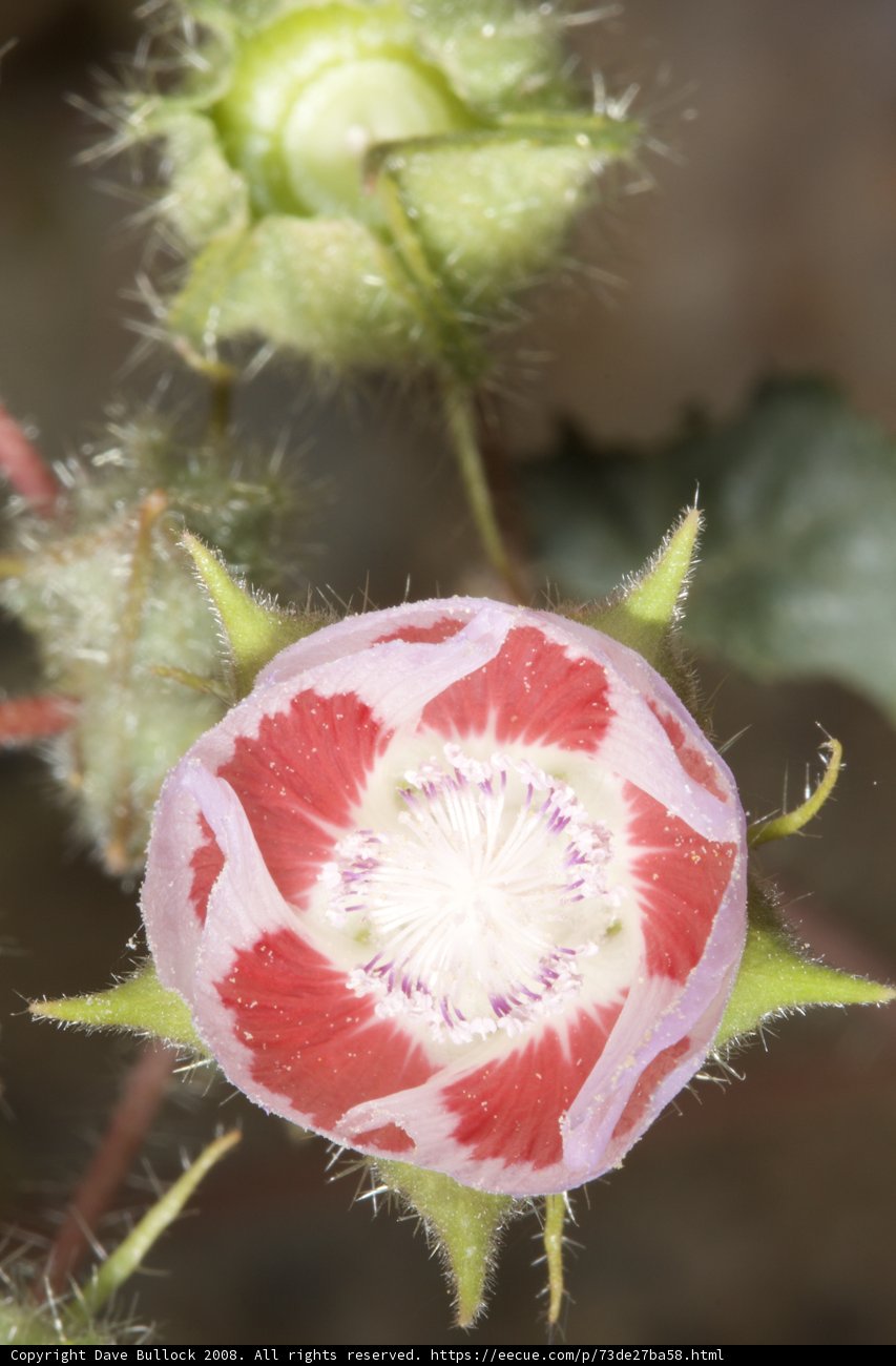 Red-Petaled Geranium