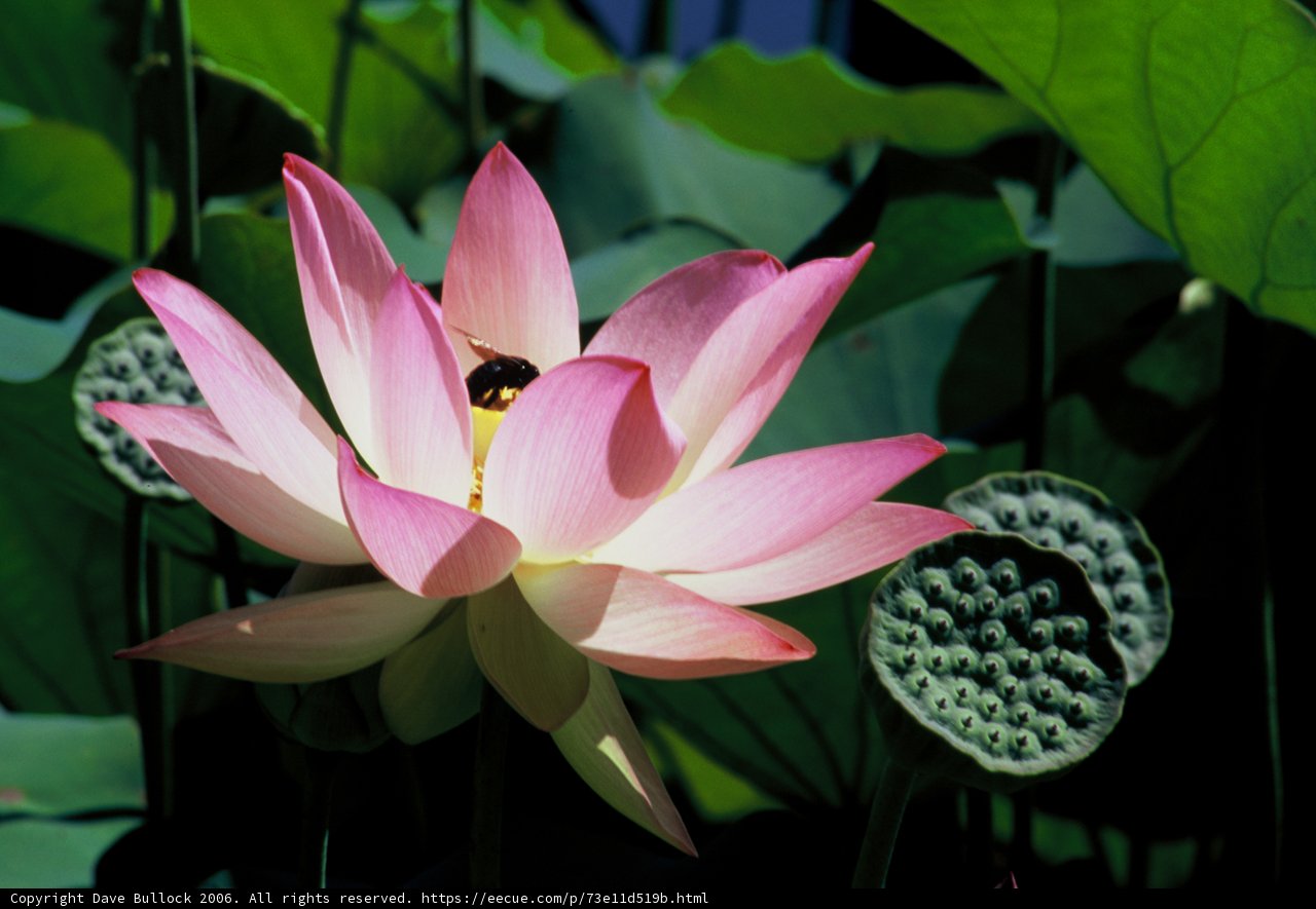 Pink Lotus Blossom with Bee
