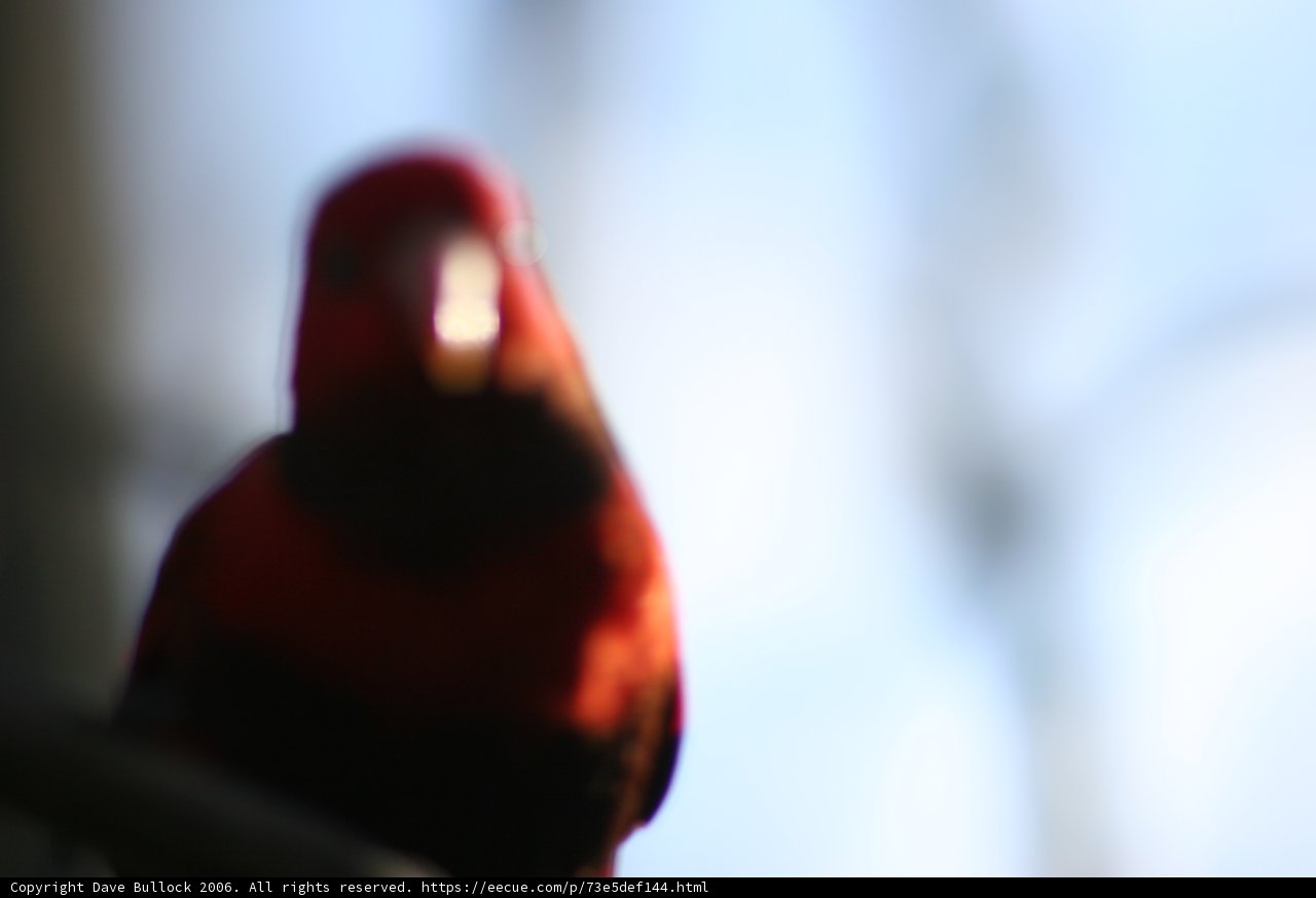 Red Cardinal with Black Head