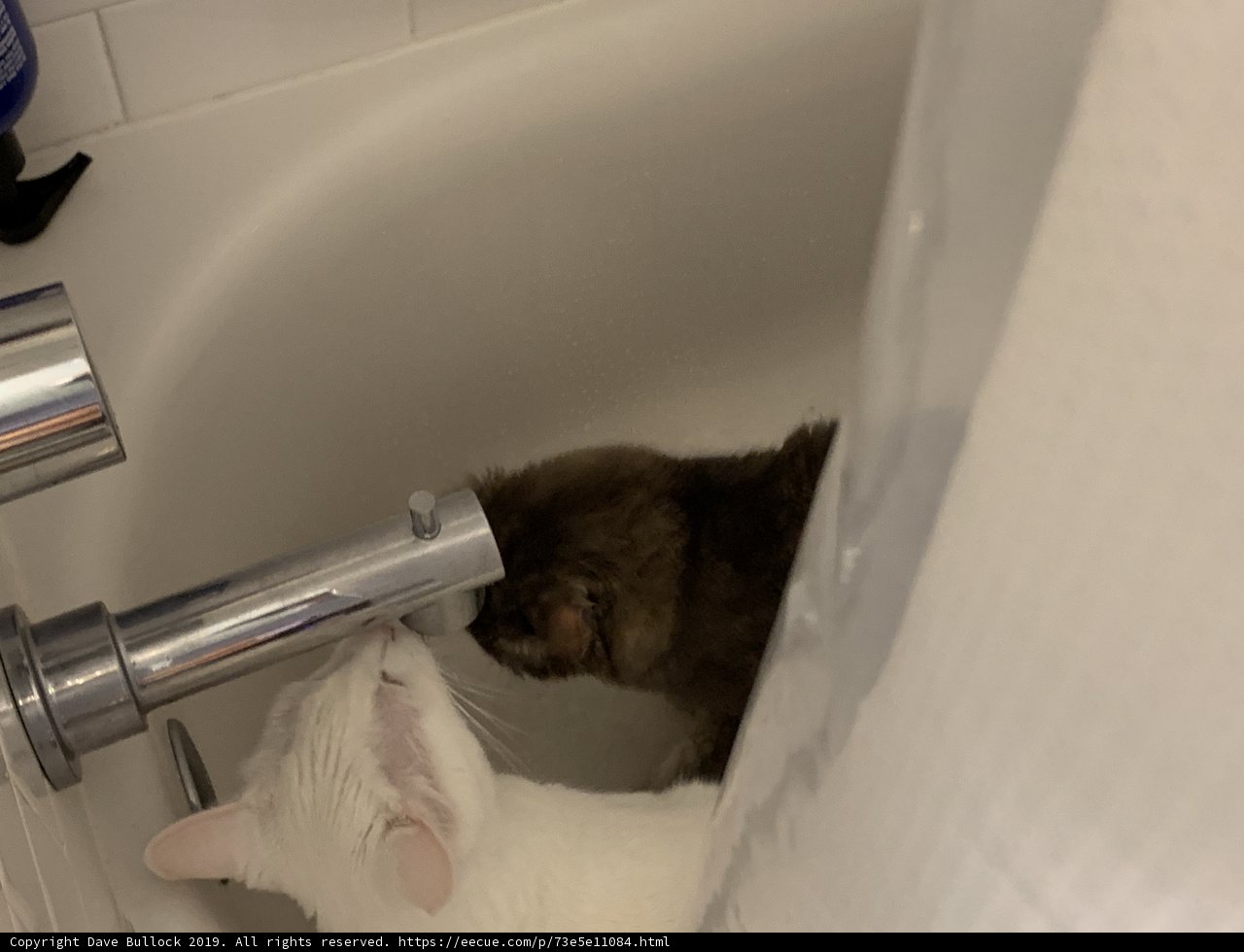 Feline Bath Time