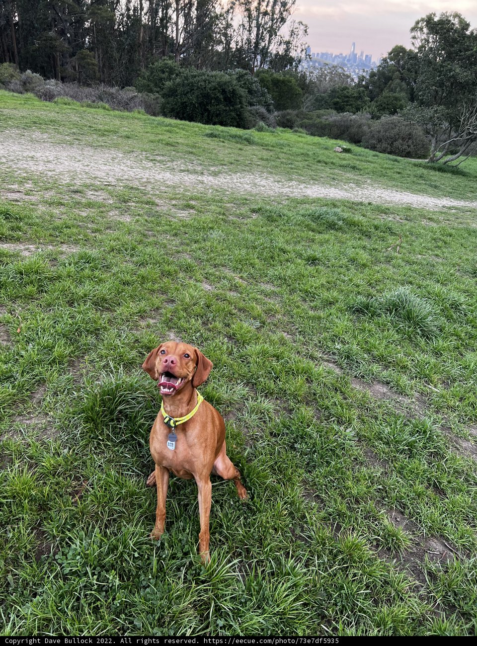 Majestic Vizsla in the Rolling Grasslands
