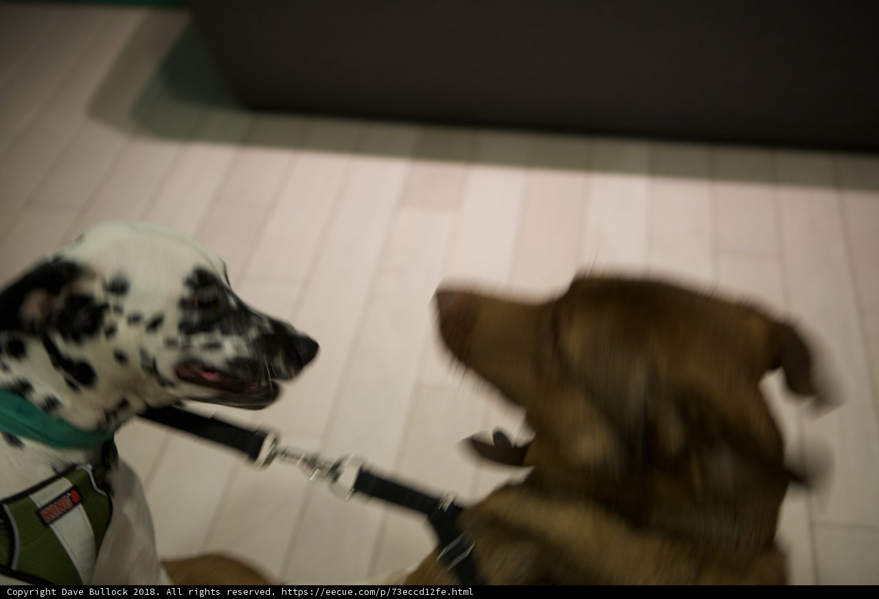 Playtime Pals