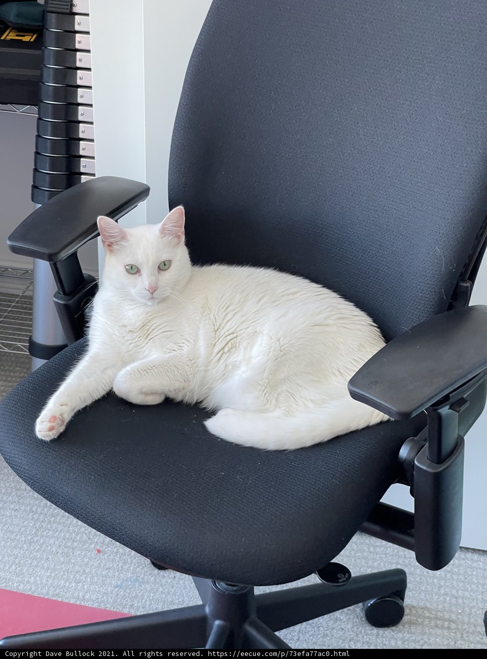 The Office Cat