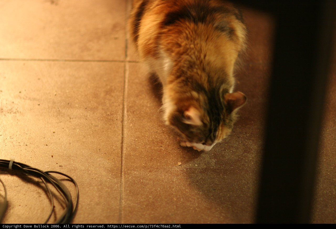 Inquisitive Manx