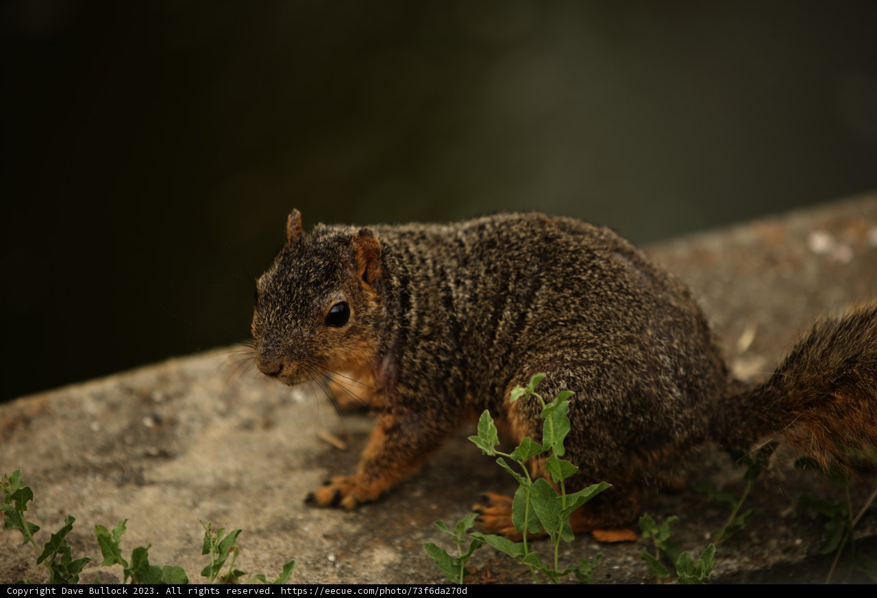 Squirrel's Day Out at Oakland Zoo