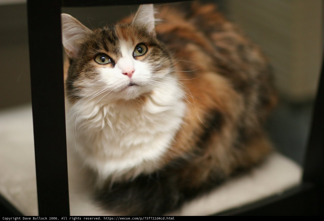 Feline Focus