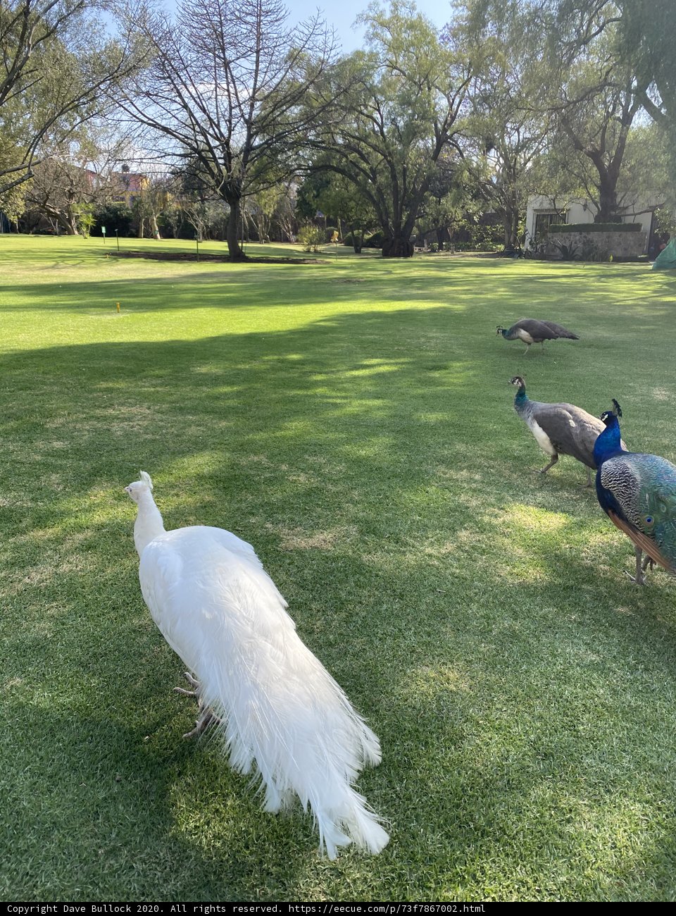 Majestic Peacock in the Park