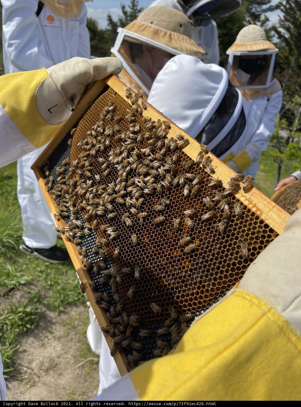 Beekeeper holding a frame of buzzing bees