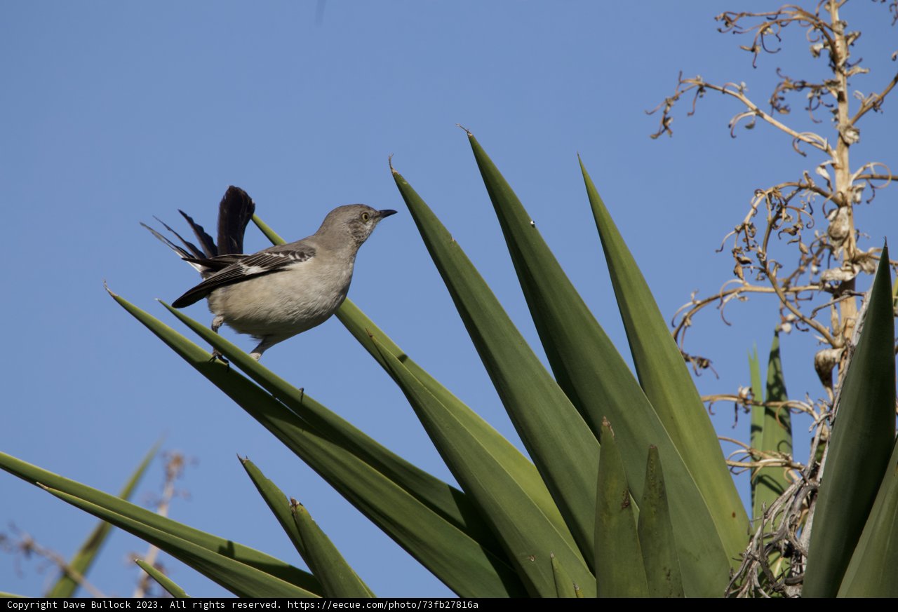 El Sereno's Songbird Charm