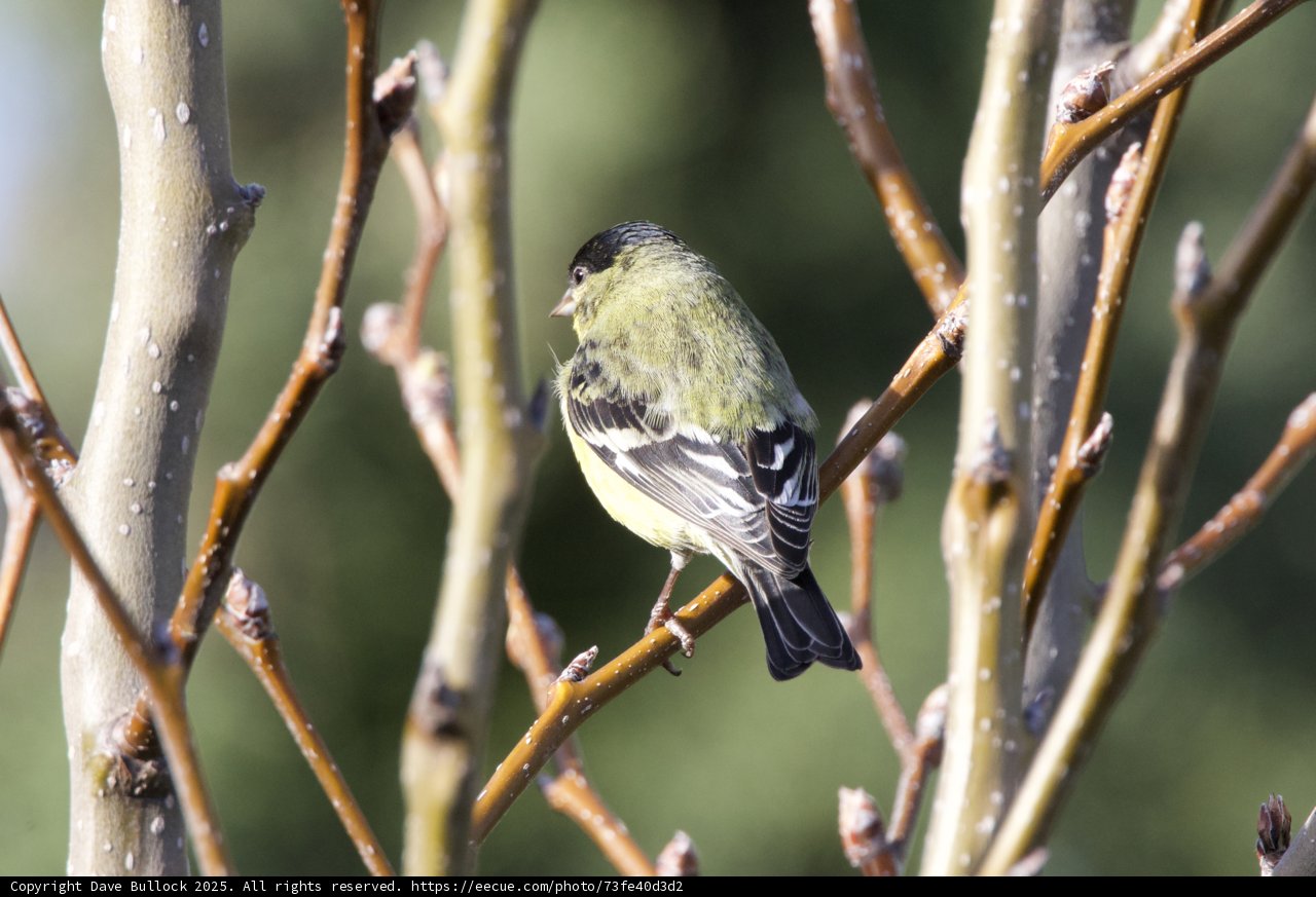 Serenade in the Branches