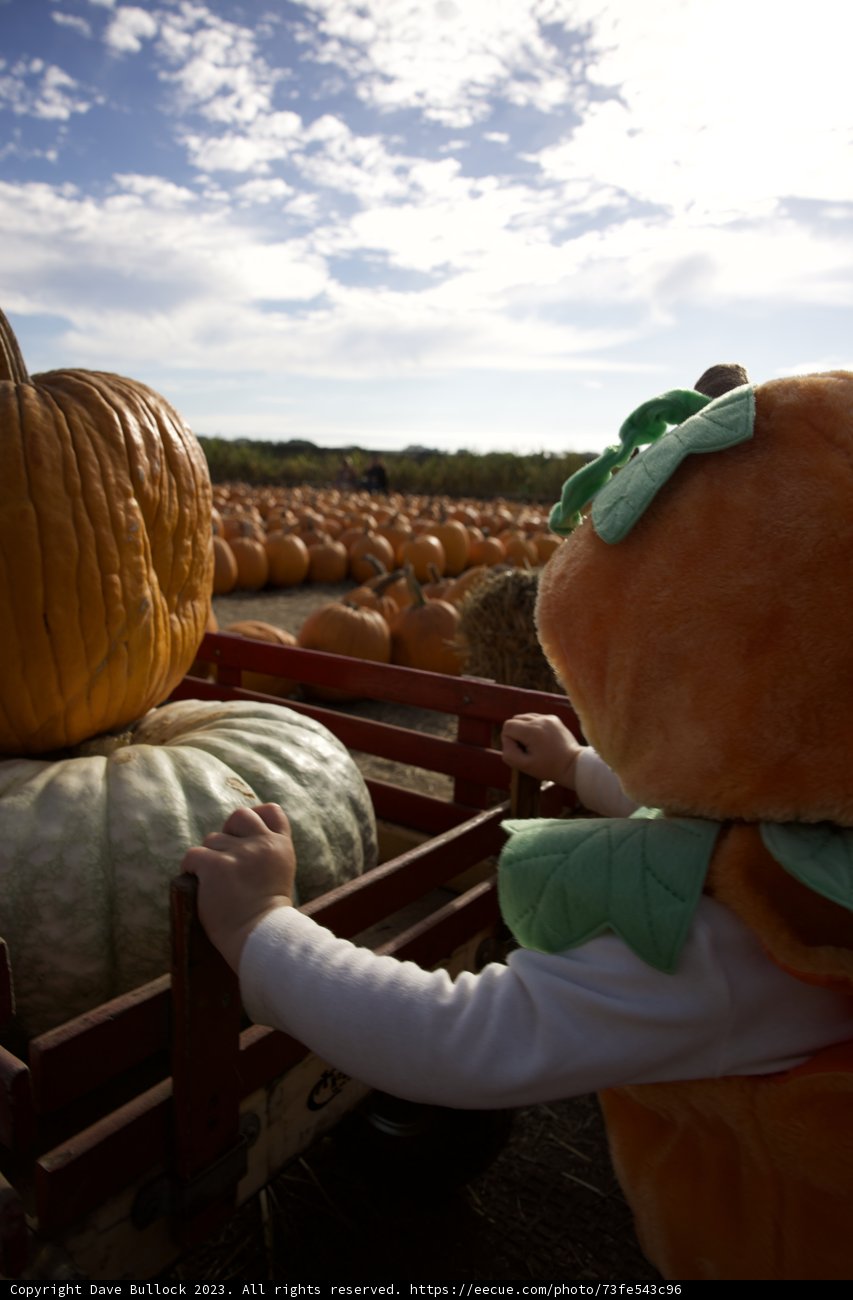 Pumpkin Harvest Adventure, 2023