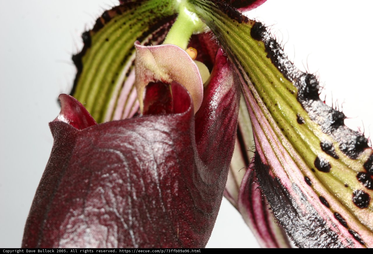 Delicate Orchid Blossom