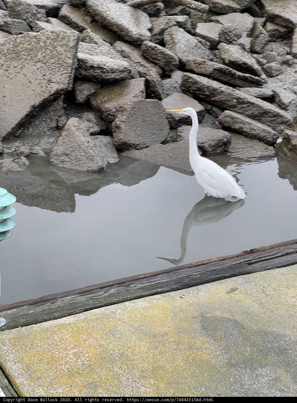 Serene White Bird at Richardson Bay