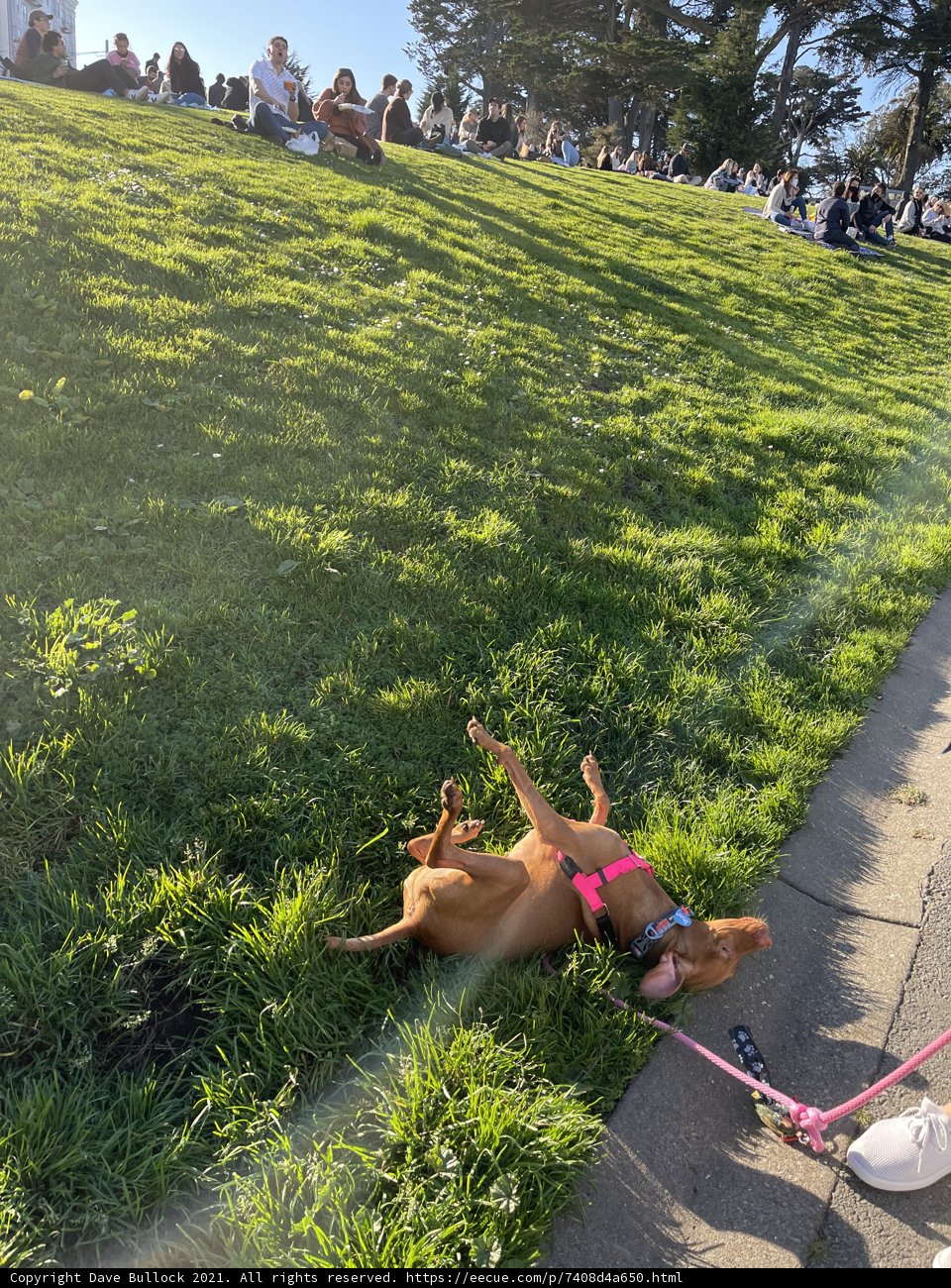 Relaxing at Alamo Square