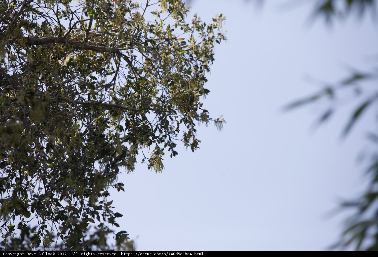 Flight Above the Tree