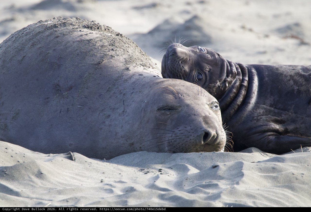 Elephant Seal Mother and Pup Resting on Sandy Beach