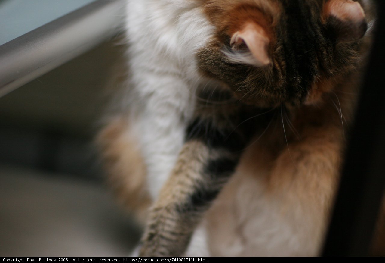 Table Cat