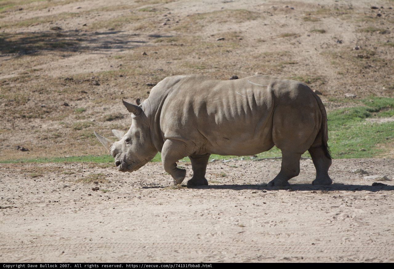 Majestic Rhino on the Move