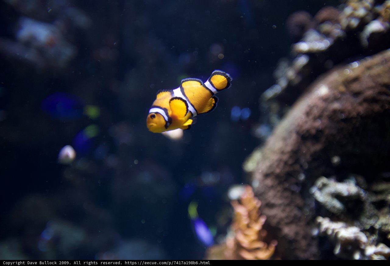 Swimming Amongst the Coral Reefs