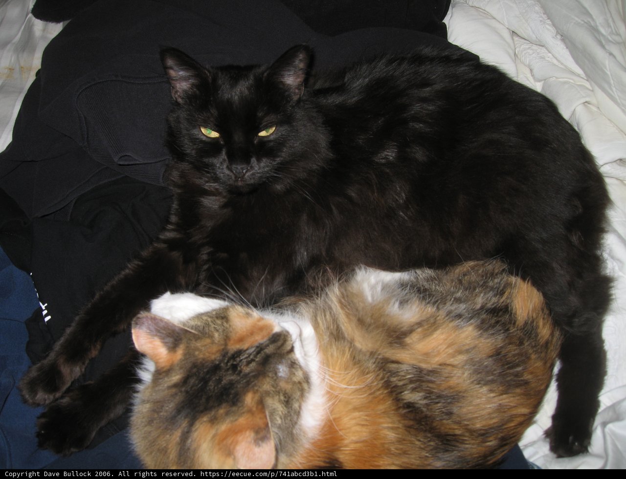 Cuddly Duo