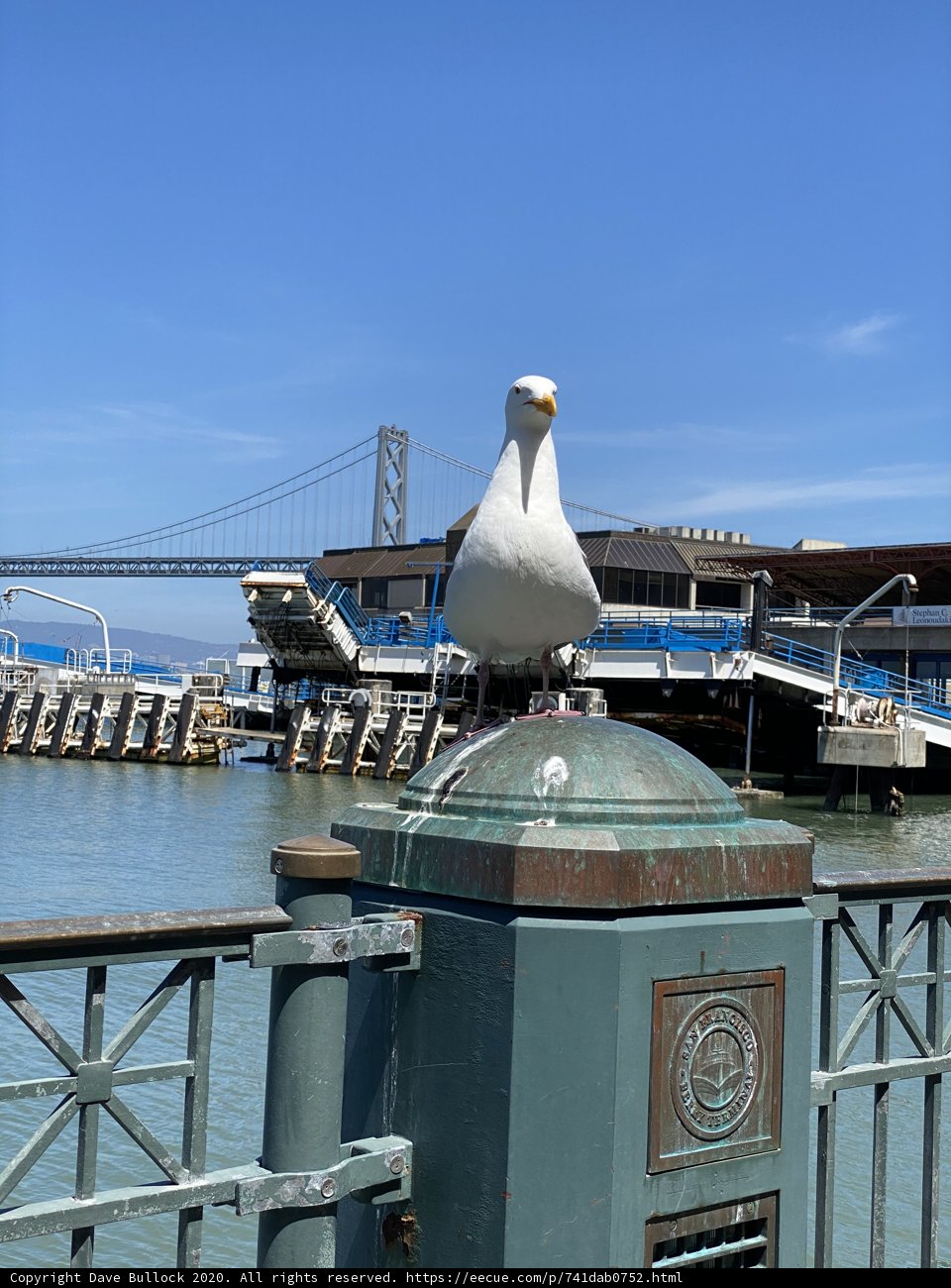 Serene Seagull by the San Francisco Bridge