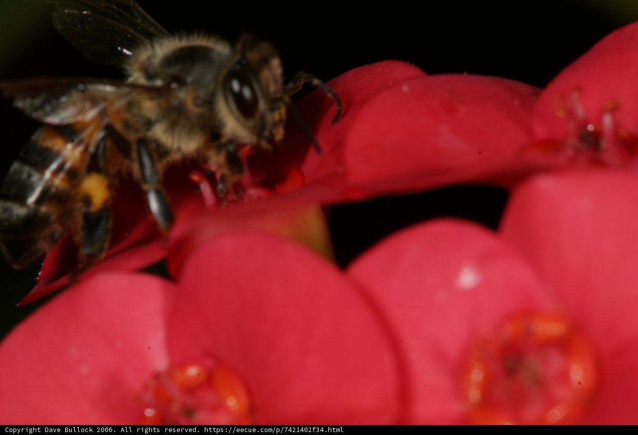 Bees and Blooms