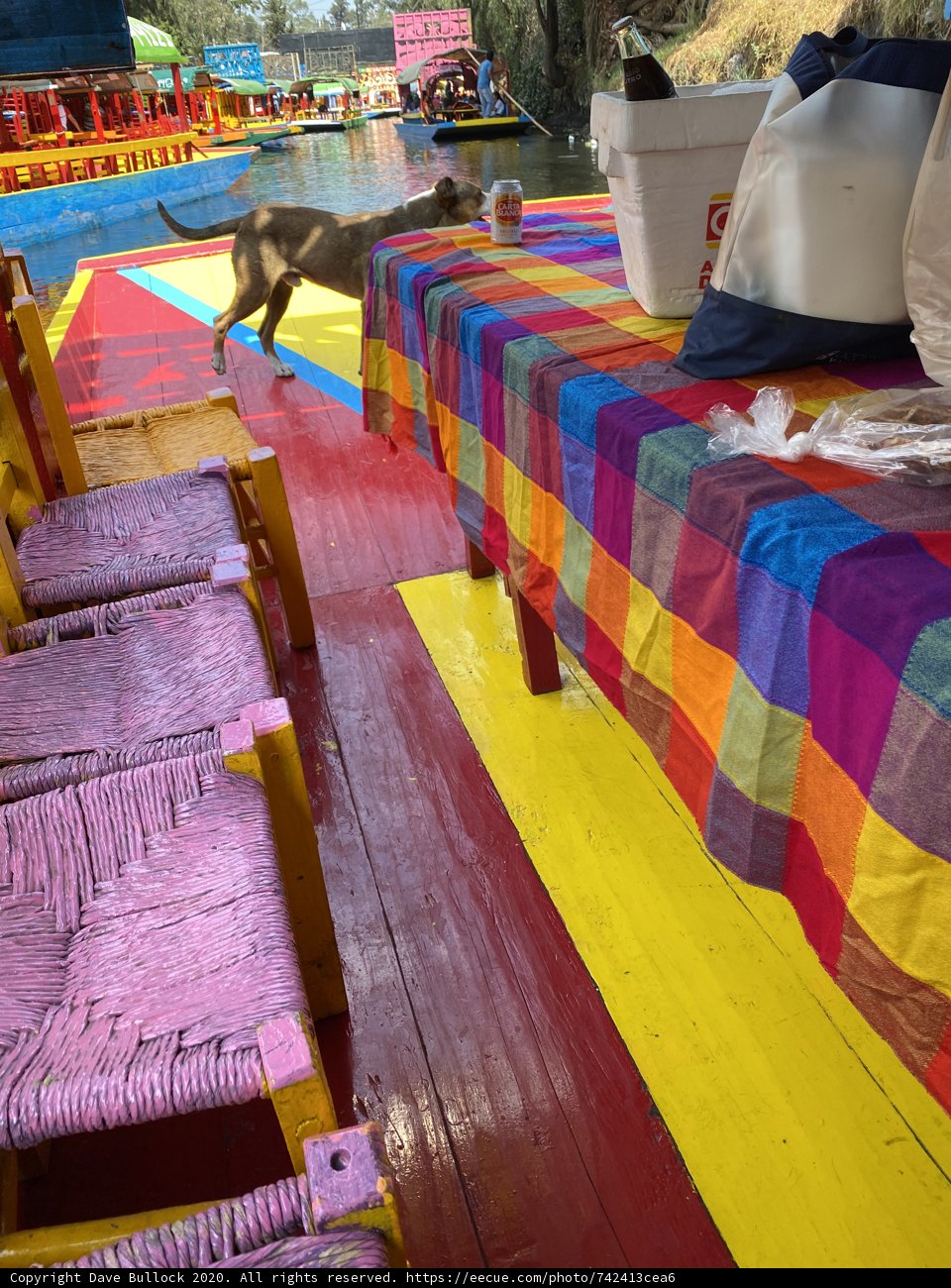 Colorful Tablecloth and Curious Cat