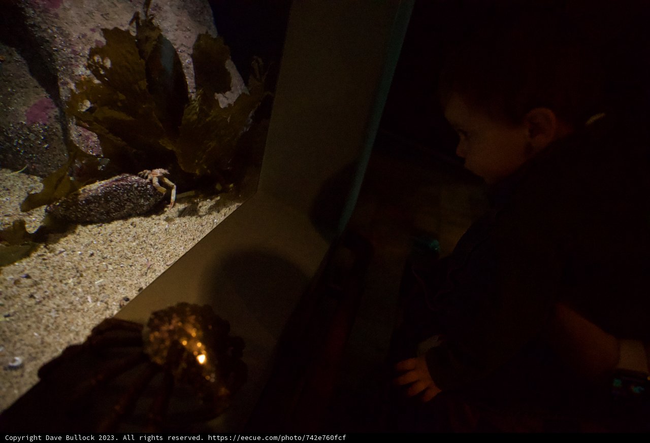 Childhood Wonder at Monterey Bay Aquarium