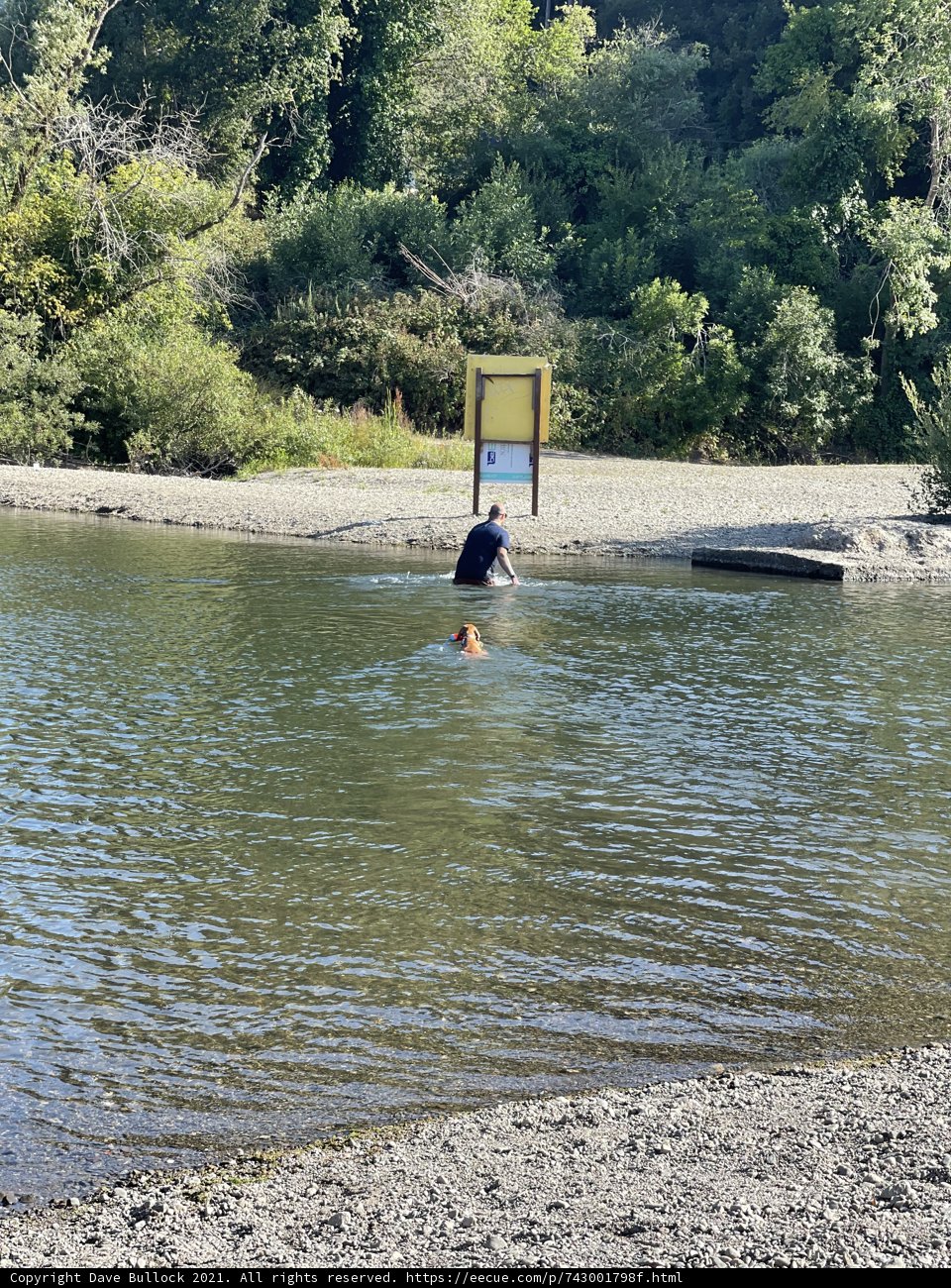 A Man and his Canine Companion Enjoy Some Summer Swimming at Monte Rio Beach