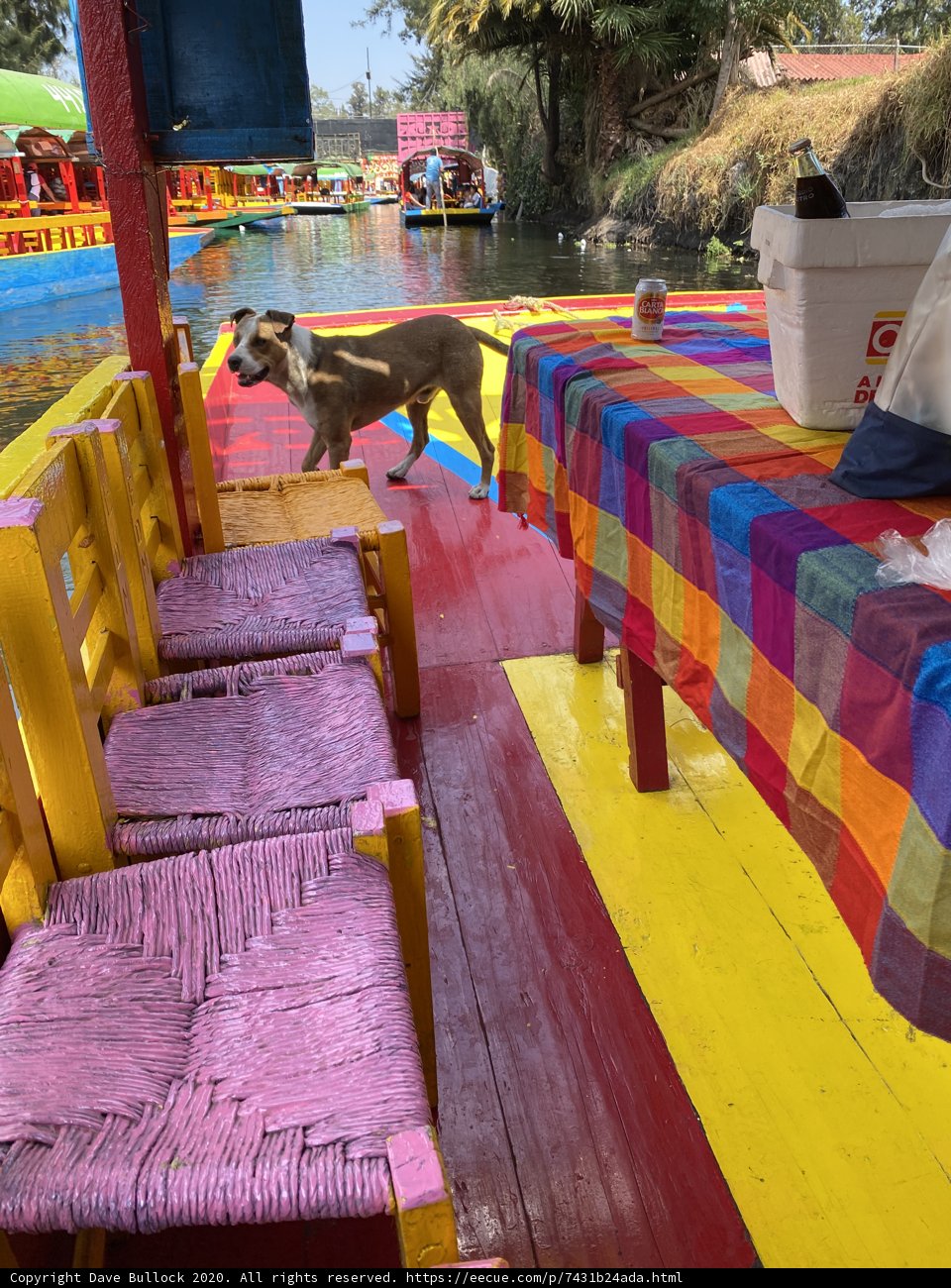 Colorful Chairs and Canine Companion