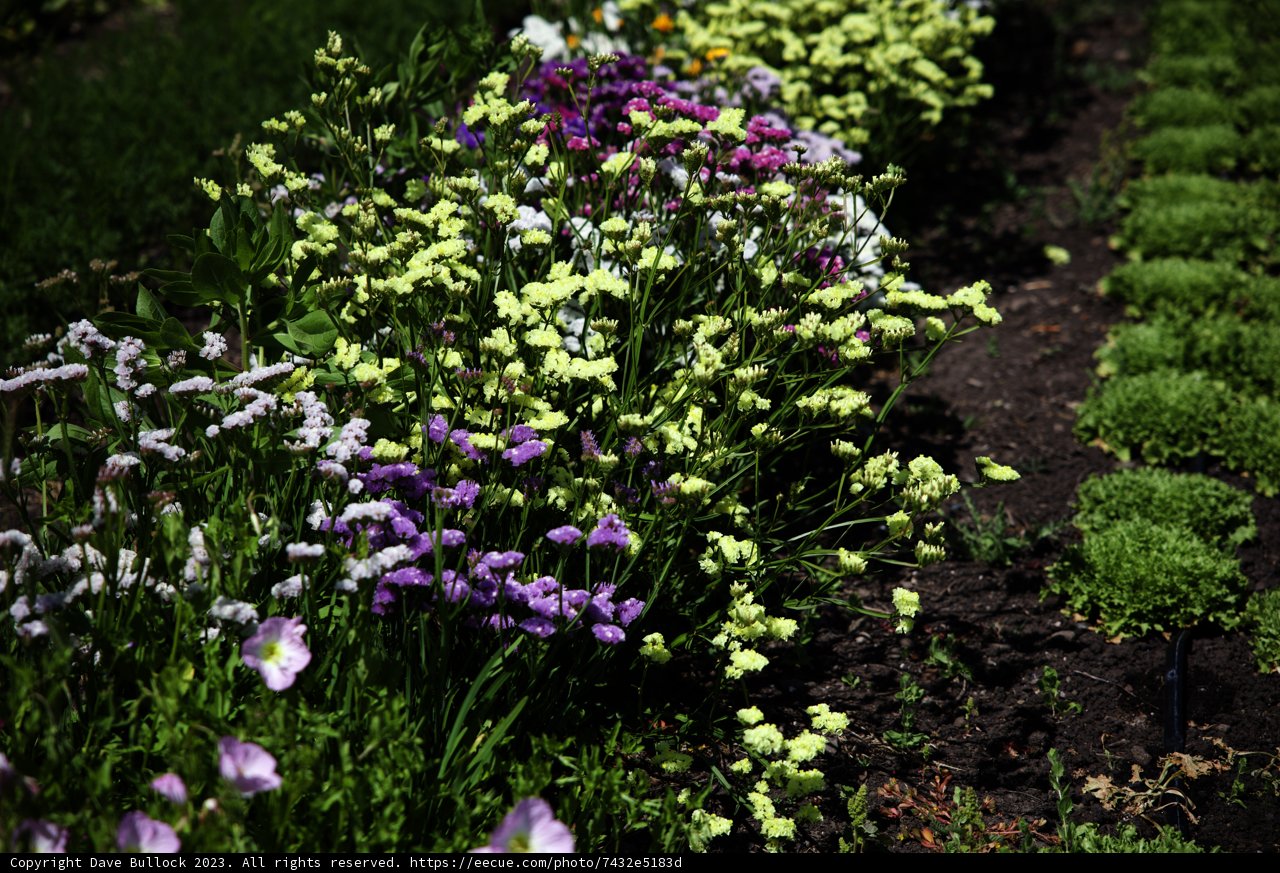 Enchanting Blooms of Regenerative Gardening