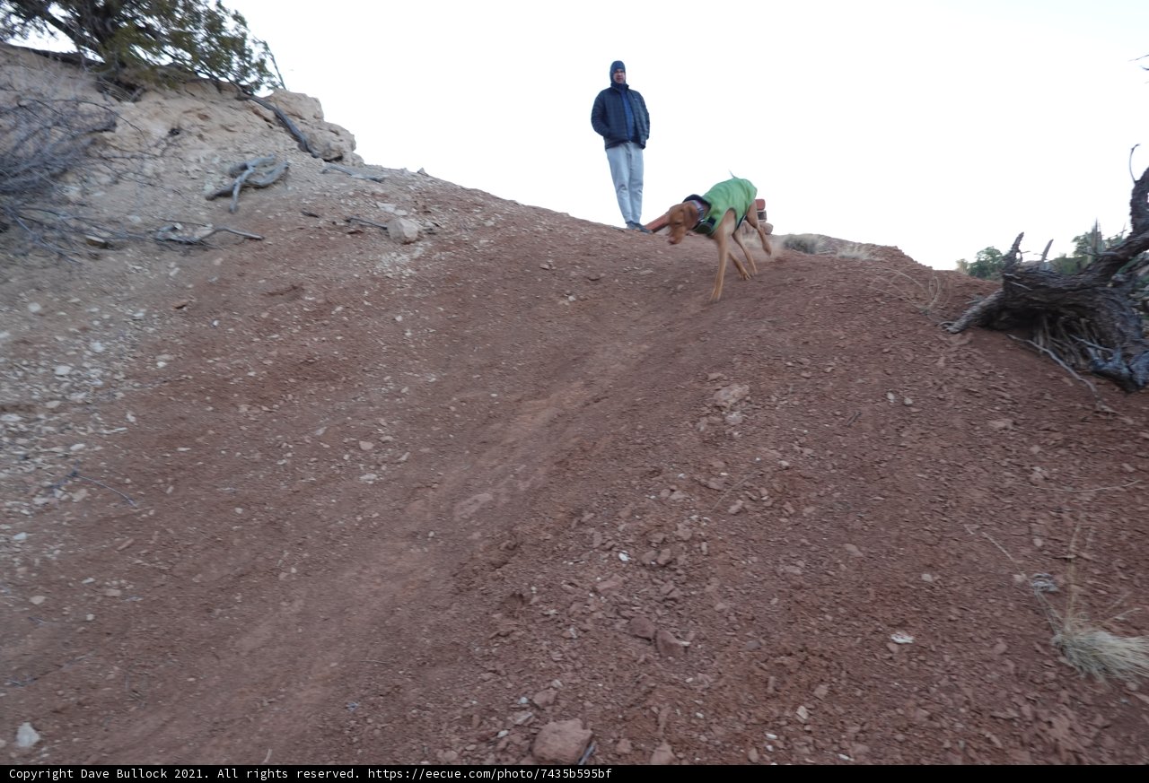 Man and his Best Friend on a Hilltop