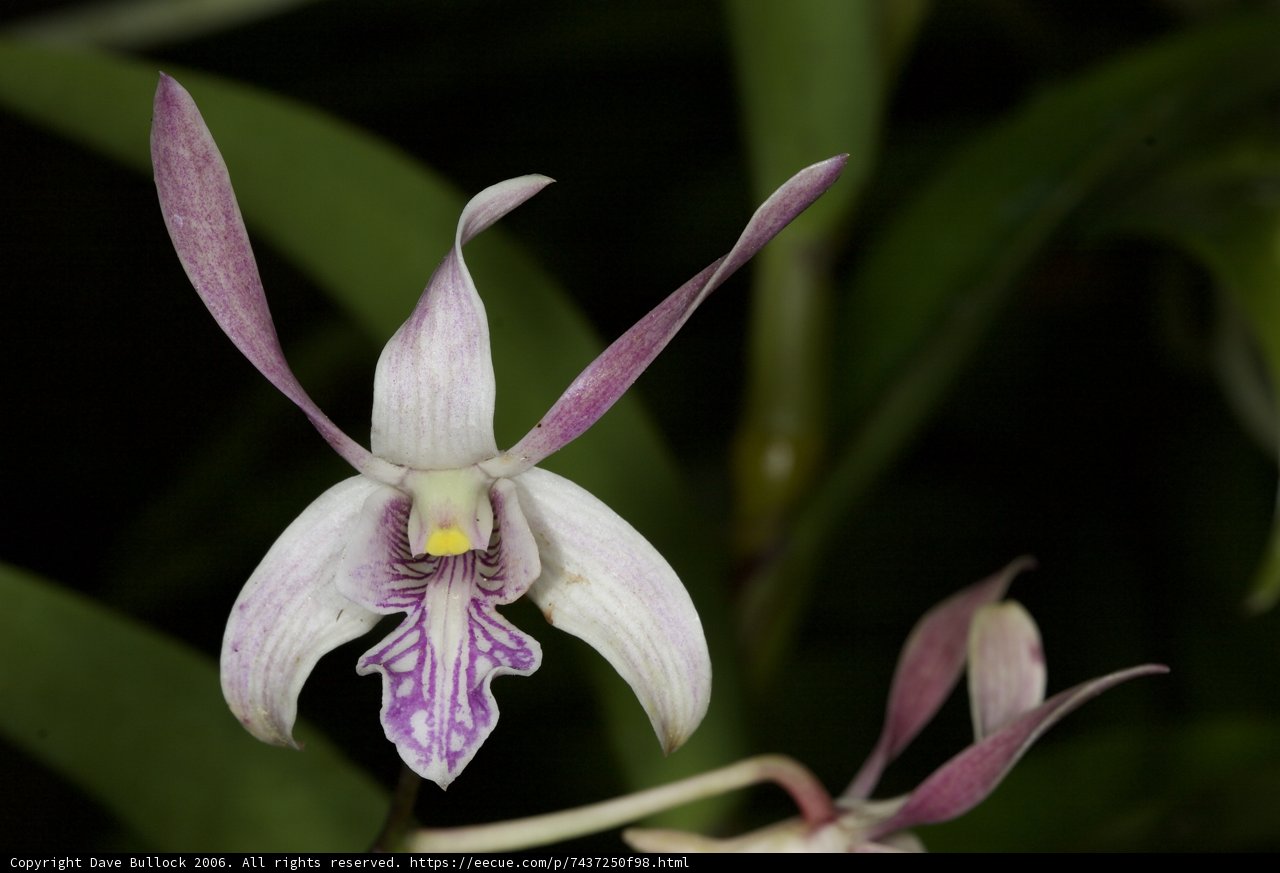 Majestic Purple Orchid