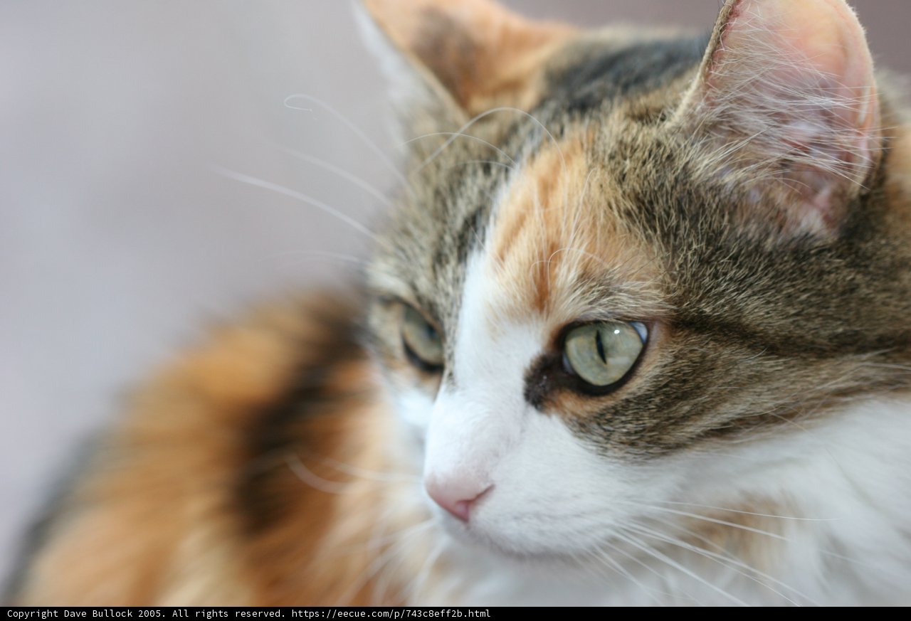 Feline Beauty