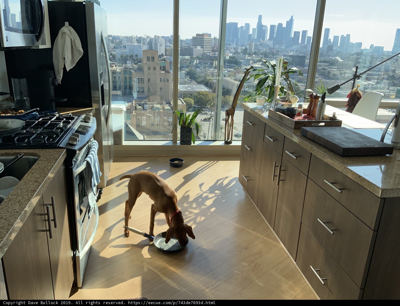Furry Friend in the Kitchen