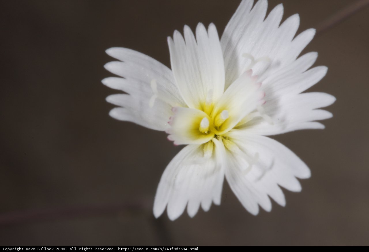 Daisy in Darkness