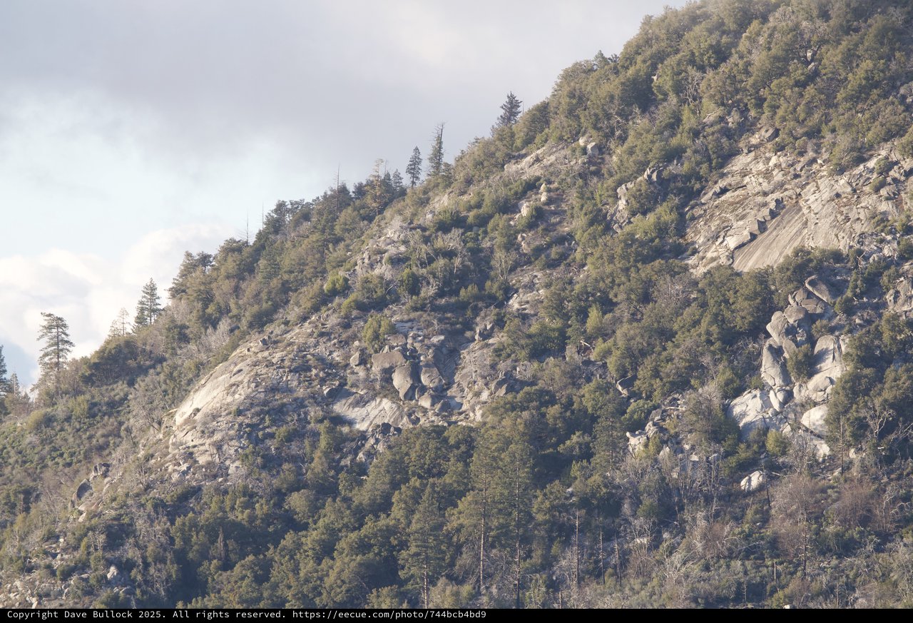 Rocky Mountain Slope with Mixed Forest Cover