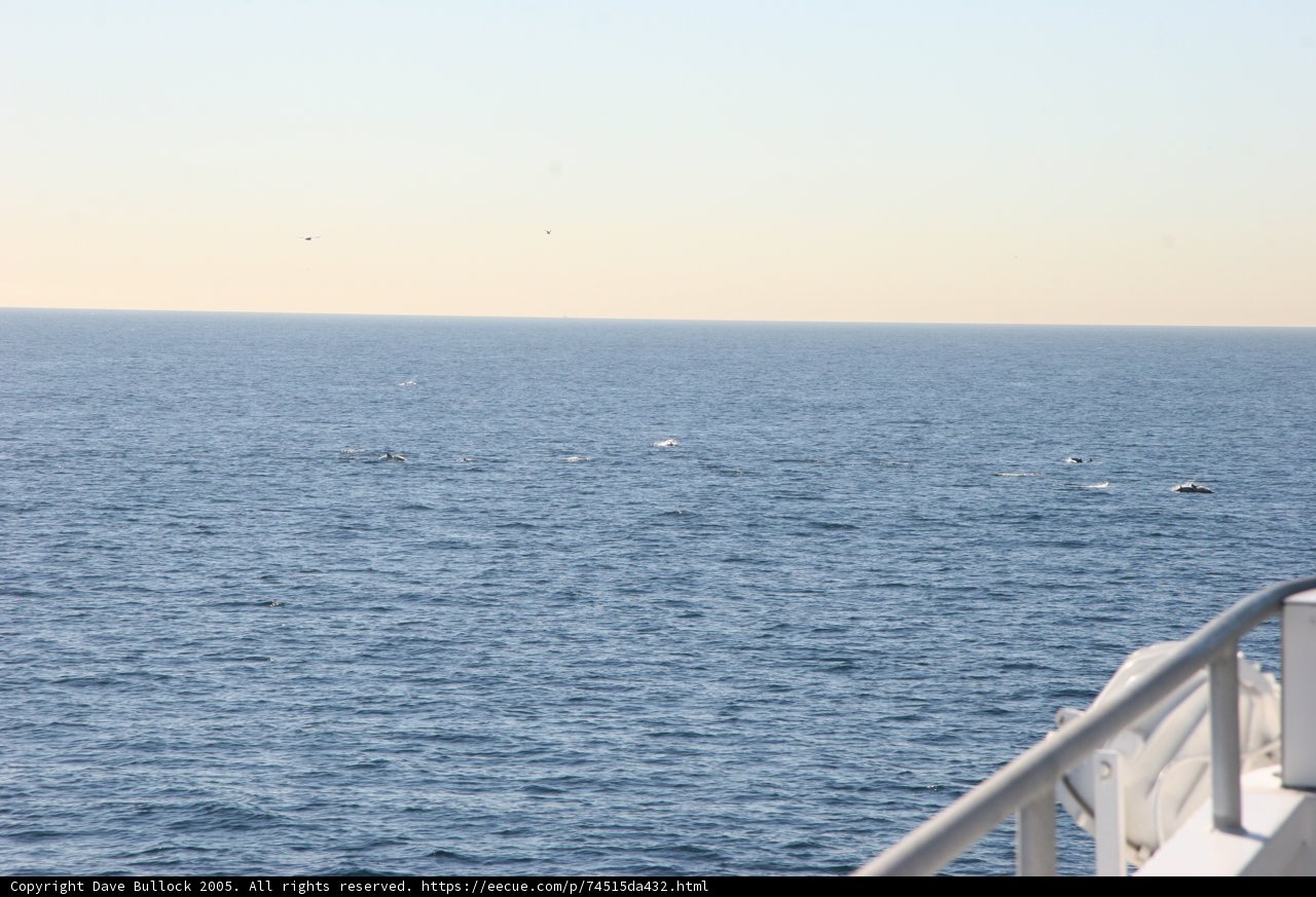 Majestic Whales in the Vast Ocean