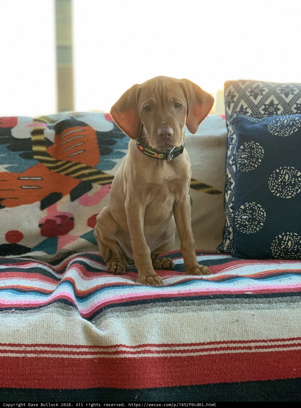Cozy Canine Couch Time