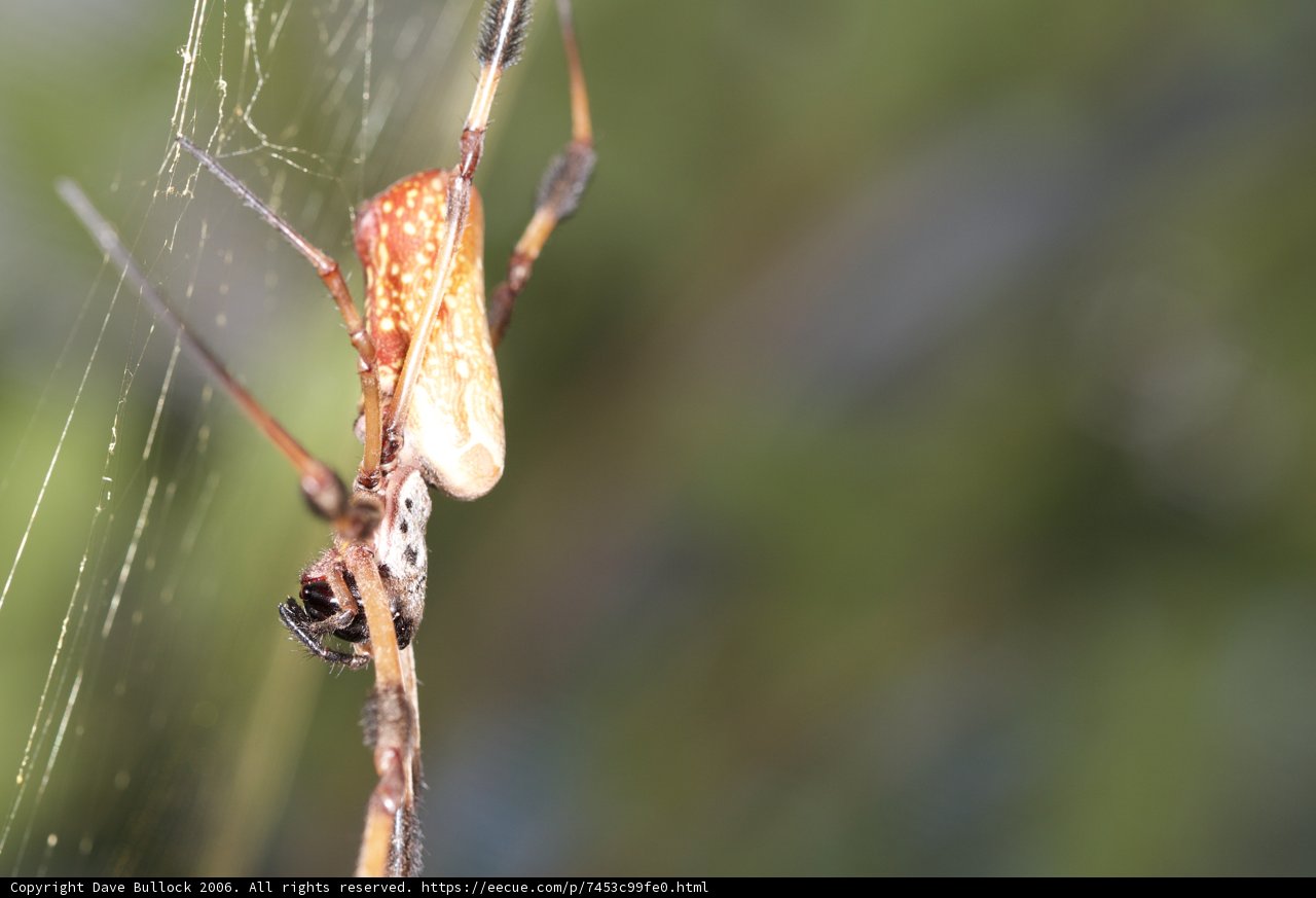Garden Spider with a Vibrant Body