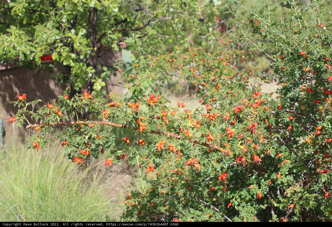 Red Berries on Green Leaves