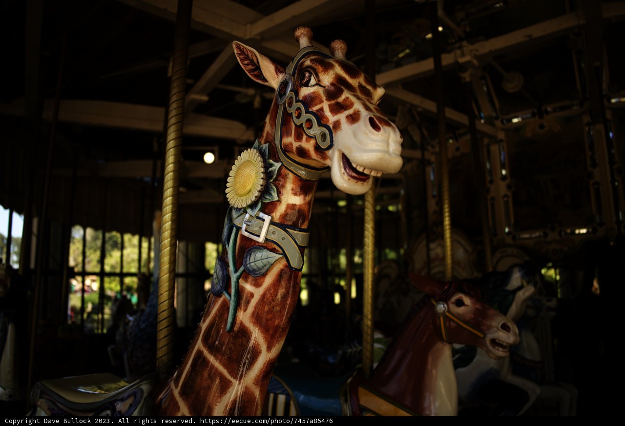 Whirling Wildlife: A Carousel Encounter