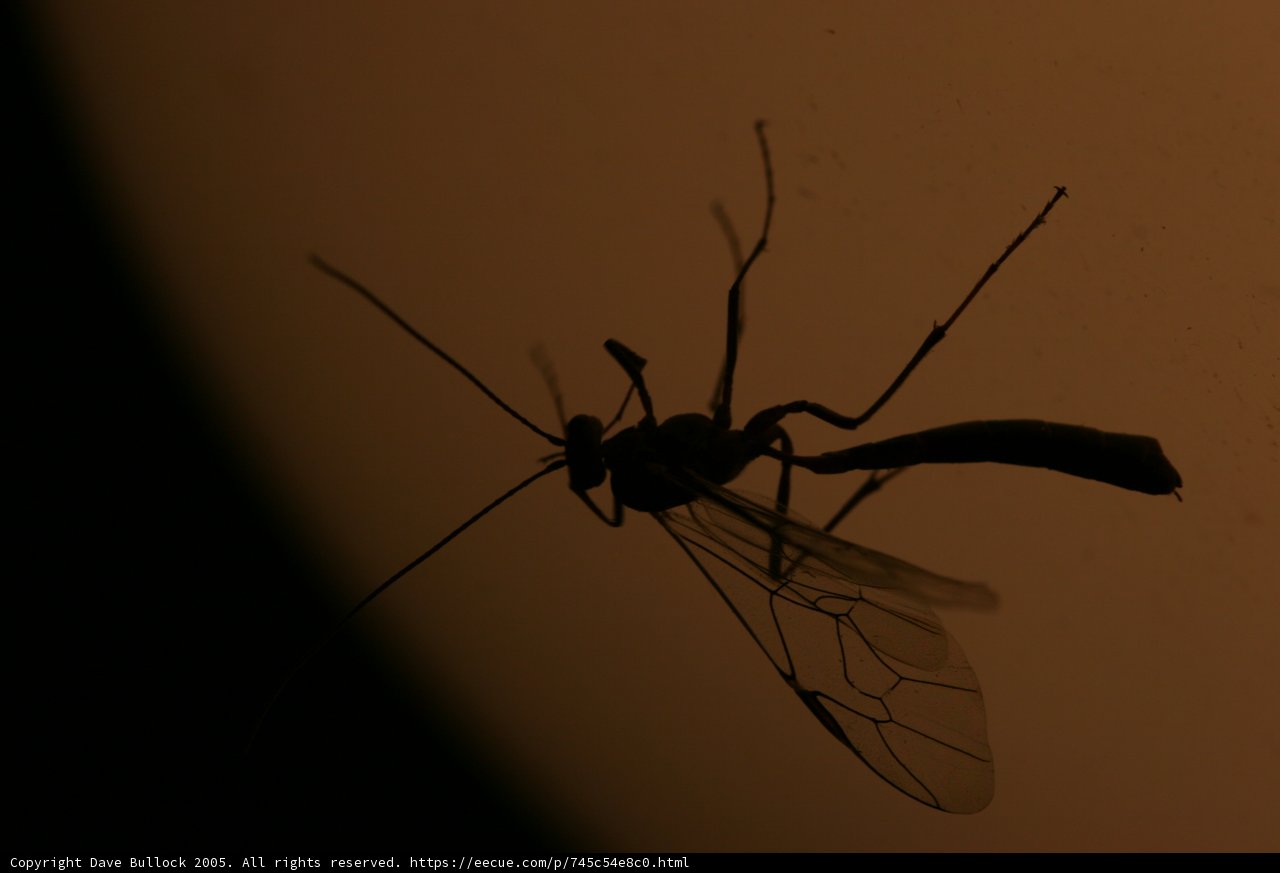 Mosquito in the Shadows