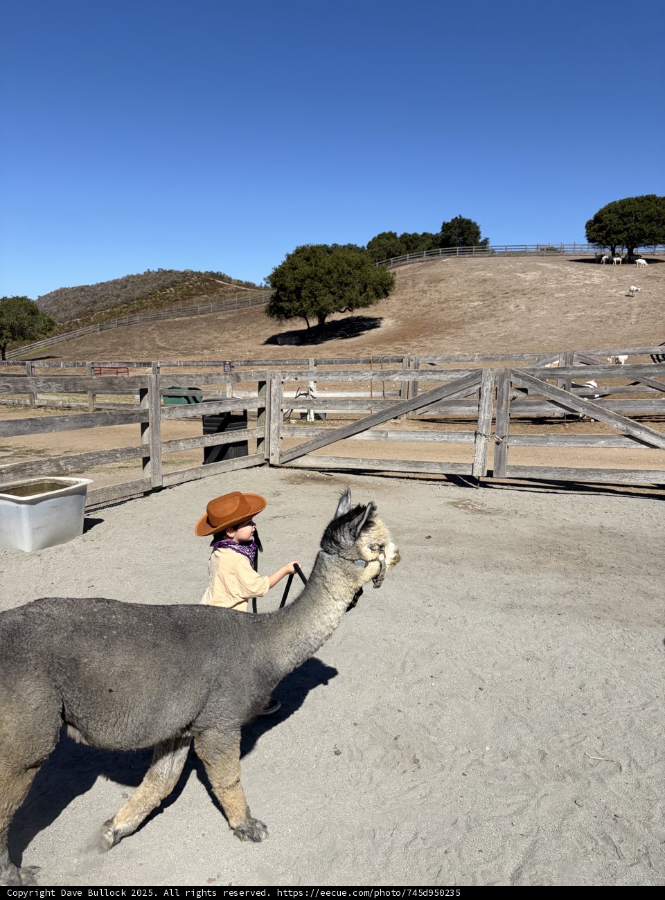Little Wrangler in Carmel Valley